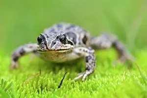 Andes Prints: Marbled four-eyed frog (Pleurodema marmoratum) portrait