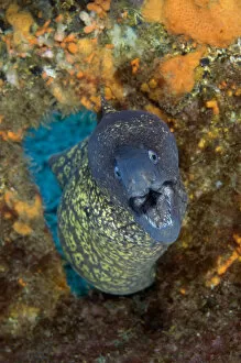 Images Dated 30th June 2009: Marbled moray (Muraena helena) coming through hole with mouth open, Princesa Alice