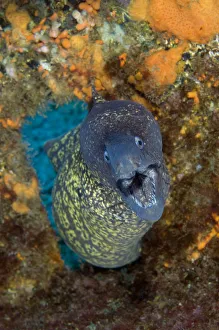 Magnus Lundgren Prints: Marbled moray (Muraena helena) coming through hole with mouth open, Princesa Alice