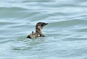 Fjords Prints: Marbled murrelet (Brachyramphus marmoratus) on water, Lynn Canal, Juneau, Alaska, USA. May