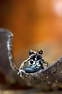 Dendrobatidae Prints: Marbled poison dart frog (Epipedobates boulengeri) on leaf, Ecuador