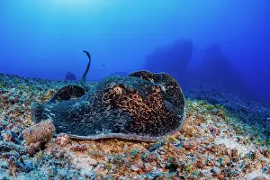 Rays Prints: Marbled ray (Taeniura meyeni) on the seabed