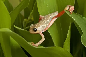 African Reed Frog Gallery: Marbled reed frog (Hyperolius marmoratus) climbing on leaves, Tanzania, Africa