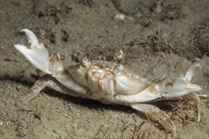 Marbled swimming crab (Liocarcinus marmoreus) Jersey, British Channel Islands, June