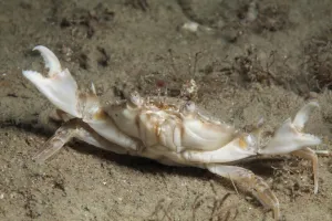 Jersey Prints: Marbled swimming crab (Liocarcinus marmoreus) Jersey, British Channel Islands, June