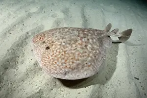 Torpediniformes Prints: Marbled torpedo ray (Torpedo marmorata) swimming over sandy seabed