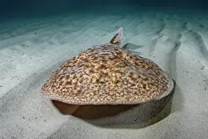 Torpediniformes Prints: Marbled torpedo ray (Torpedo marmorata) swimming over sandy seabed