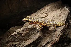 Gecko Prints: Marbled velvet gecko (Oedura marmorata) resting on a rock