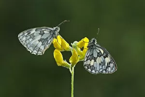 Two Marbled white butterflies (Melanagria galathea) resting on Meadow vetchling