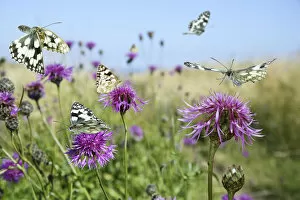 Images Dated 15th July 2009: Marbled white butterflies (Melanargia galathea) visiting Greater knapweed (Centaurea