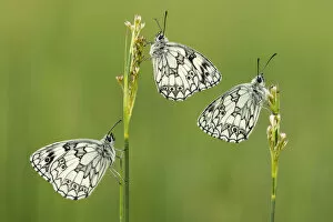Three Marbled white butterflies (Melanargia galathea) resting on reeds, Devon, UK, July
