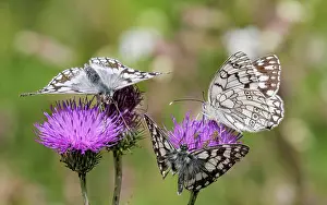 Fourfooted Butterfly Prints: Three Marbled white butterflies (Melanargia galathea) nectaring on Thistle flowers
