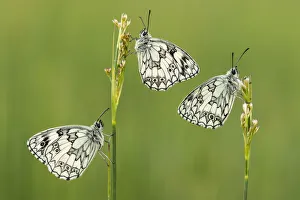 Confusion Prints: Three Marbled white butterflies (Melanargia galathea) resting on reeds, Devon, UK, July