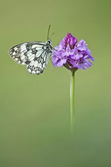 Images Dated 4th July 2011: Marbled White butterfly (Melanagria galathea) resting on Pyramidal Orchid (Anacamptis