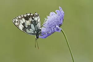 Marbled White Butterfly (Melanagria galathea) resting on Small Scabious (Scabiosa