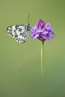 Marbled White butterfly (Melanagria galathea) resting on Pyramidal Orchid (Anacamptis