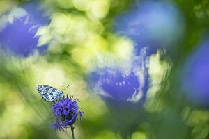Marbled white butterfly (Melanargia galathea) on knapweed, with soft focus bokeh effect