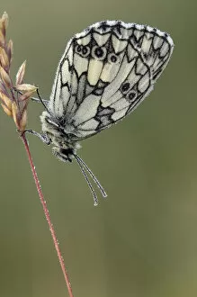 Droplets Gallery: Marbled White butterfly (Melanargia galathea) covered in dew at dawn, Hertfordshire