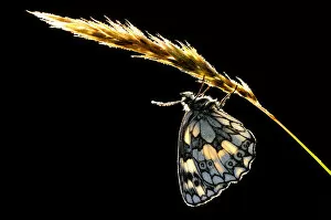 Images Dated 21st July 2008: Marbled white butterfly {Melanargia galathea} backlit, Devon, UK. July