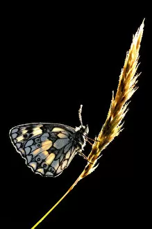Anticipation Gallery: Marbled White Butterfly (Melanargia galathea) resting on grass stem, Devon, UK July