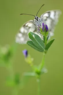 Images Dated 11th June 2011: Marbled white butterfly (Melanargia galathea) nectaring on flower, Vallee de la Seille
