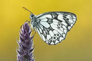 Images Dated 24th July 2012: Marbled White butterfly (Melanargia galathea) at rest, Dunsdon Nature Reserve, Devon, UK