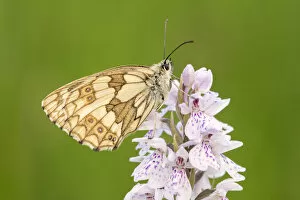 Marbled White Butterfly (Melanargia galathea) resting on Heath spotted orchid (Dactylorhiza)