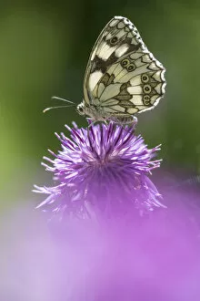 Marbled white butterfly (Melanargia galathea) on knapweed flower, Aosta Valley, Gran