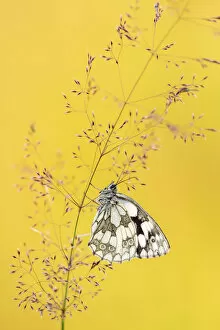 Ross hoddinott/marbled white butterfly melanargia galathea