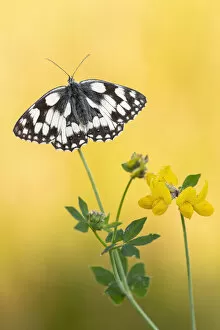 Marbled white butterfly (Melanargia galathea) perched on birds foot trefoil, Volehouse Moor