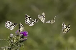Marbled white butterfly (Melanargia galathea) sequence showing landing and taking off from a Greater knapweed