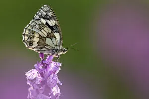 Lilianae Collection: Marbled white butterfly (Melanargia galathea) resting on common spotted orchid