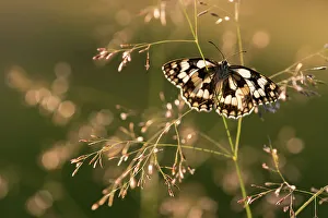Marbled White butterfly (Melanargia galathea) basking on a grass stem, Dunsdon Nature Reserve, Devon, England, UK. July