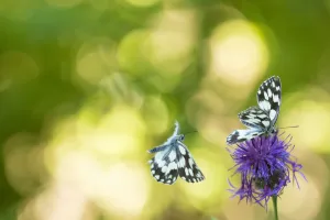 Marbled white butterfly (Melanargia galathea) with bokeh, Aosta Valley, Gran Paradiso National Park