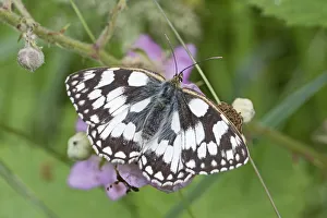 Marbled white butterfly (Melanargia galathea) Brockley Cemetery, Lewisham, London