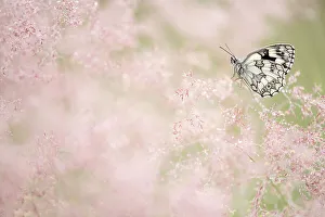Marbled white butterfly (Melanargia galathea) resting amongst dew covered grasses. Volehouse Moor Devon Wildlife Trust Reserve, England, UK. July