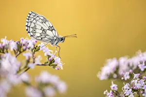 Marbled White butterfly (Melanargia galathea) resting on flower, Volehouse Moor Nature Reserve
