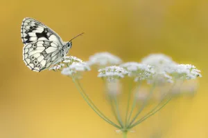 Marbled White butterfly (Melanargia galathea) resting on flower head