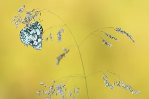 Marbled White butterfly (Melanargia galathea) resting on grass, Dunsdon Nature Reserve, Devon, UK. July
