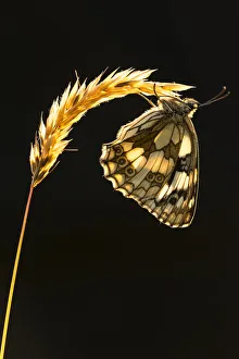 Catalogue8 Prints: Marbled white butterfly (Melanargia galathea) resting on grass head, backlit against