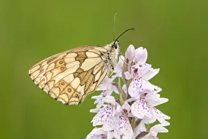 Key Flower Prints: Marbled white butterfly (Melanargia galathea) resting on Heath spotted orchid (Dactylorhiza)