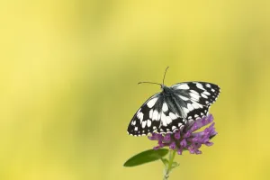 Marbled white butterfly (Melanargia galathea) resting on Red clover (Trifolium pratense) flower