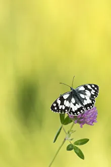 Marbled white butterfly (Melanargia galathea) resting on Red clover (Trifolium pratense) flower