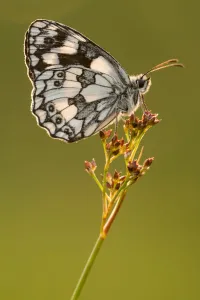 Marbled white butterfly (Melanargia galathea) resting on reed, Devon, UK, July