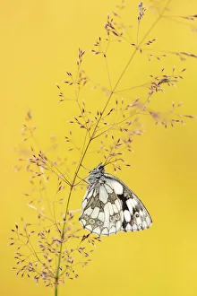 Marbled white butterfly (Melanargia galathea) resting among tall grasses and bathed in warm