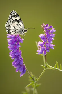 2020 September Highlights Prints: Marbled White butterfly (Melanargia galathea) resting on tufted vetch (Vicia cracca)