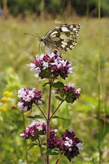 Labiatae Prints: Marbled white butterfly (Melanargia galathea) on Wild marjoram (Origanum vulgare