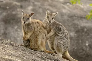 Mareeba rock wallaby (Petrogale mareeba) family, near Mareeba, Queensland, Australia