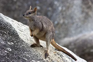Marsupialia Prints: Mareeba rock wallaby (Petrogale mareeba) standing on granite boulders