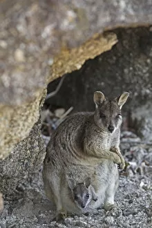 Images Dated 23rd September 2009: Mareeba rock wallaby (Petrogale marreba) with baby, Queensland, Australia